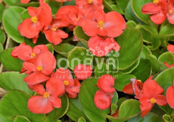 Begonia semperflorens Brasil Scarlet