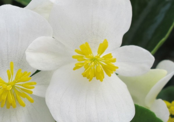 Begonia semperflorens Brasil White