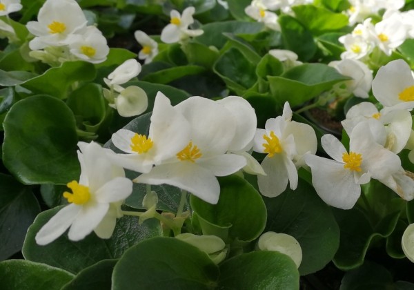 Begonia semperflorens Brasil White