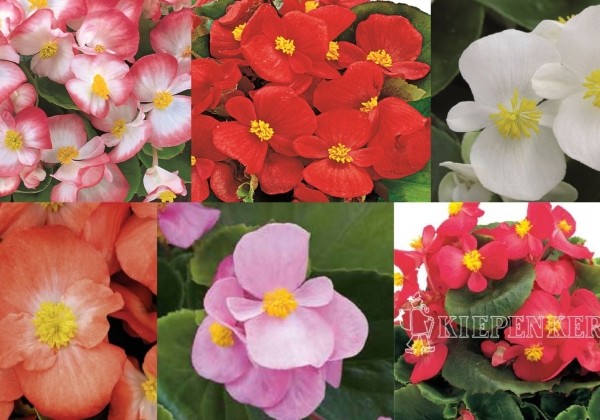 Begonia semperflorens Brasil Mix