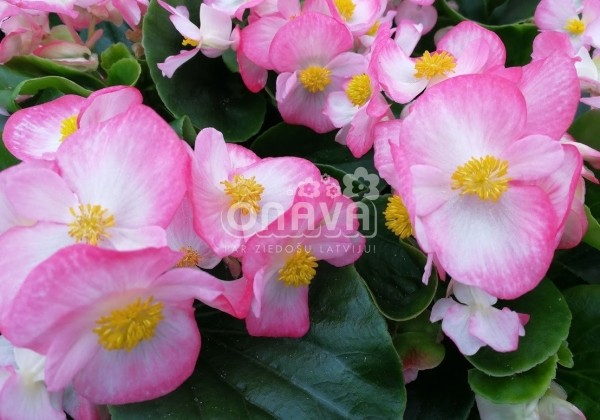 Begonia semperflorens Superstar Bicolor Rose