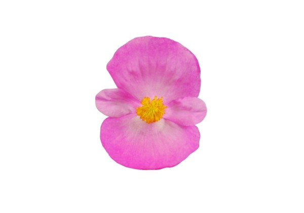 Begonia semperflorens Superstar Pink
