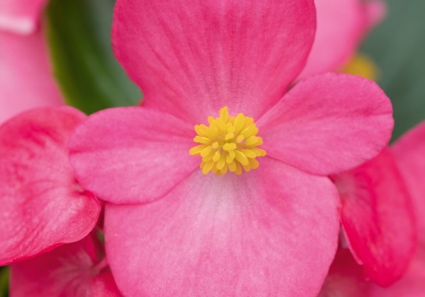 Begonia semperflorens Superstar Rose