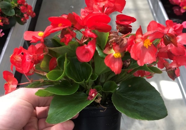 Begonia semperflorens Superstar Red