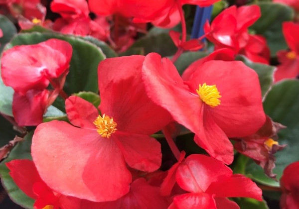 Begonia semperflorens Superstar Red