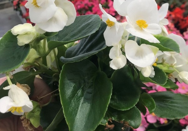 Begonia semperflorens Superstar White
