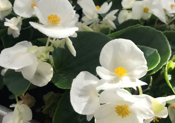 Begonia semperflorens Superstar White