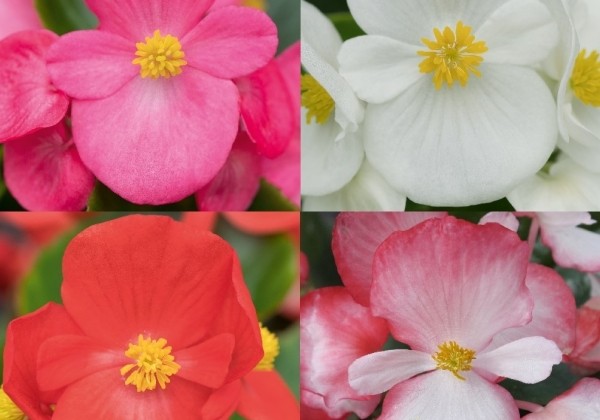 Begonia semperflorens Superstar Mix
