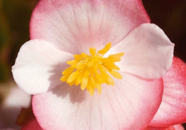 Begonia semperflorens Super Olympia Bicolor