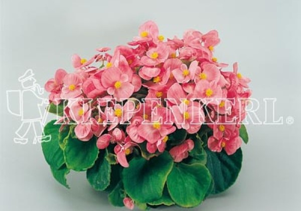 Begonia semperflorens Super Olympia Pink