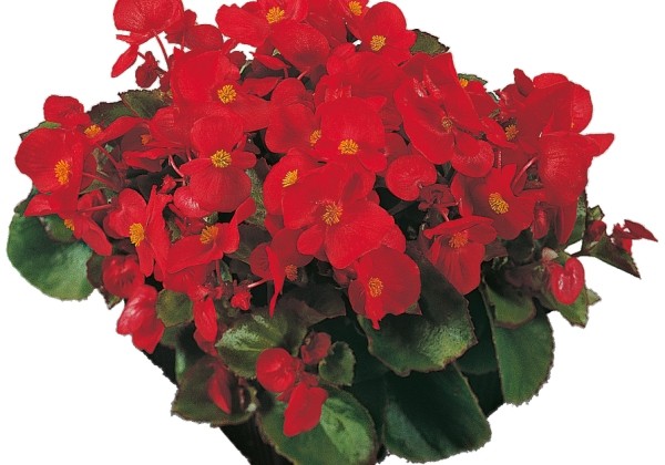 Begonia semperflorens Super Olympia Red