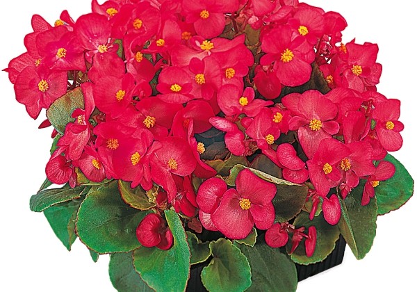 Begonia semperflorens Super Olympia Rose