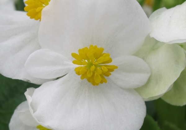 Begonia semperflorens Super Olympia White