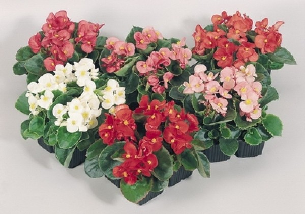 Begonia semperflorens Super Olympia Mix