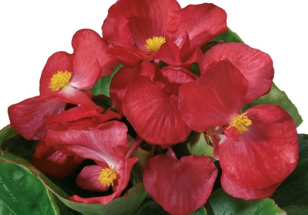 Begonia semperflorens Ganymed Scarlet