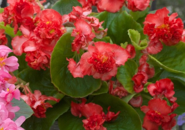 Begonia semperflorens Florenzo Red