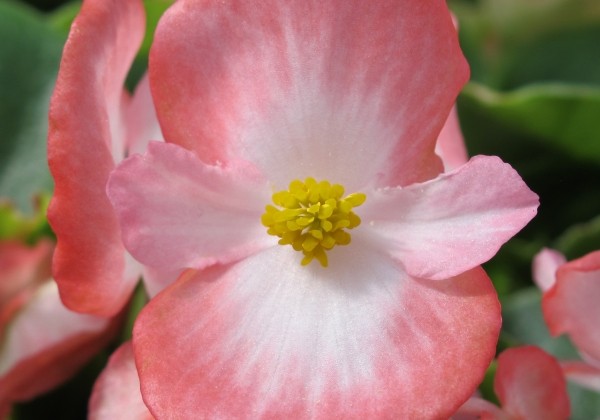 Begonia semperflorens Marsala Bicolor