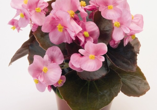 Begonia semperflorens Marsala Pink