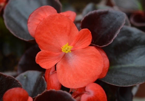 Begonia semperflorens Marsala Scarlet