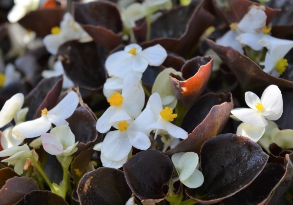 Begonia semperflorens Marsala White