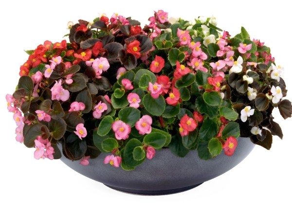 Begonia semperflorens Organdy Mix