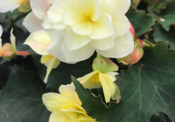 Begonia tuberhybrida Beluga Lime