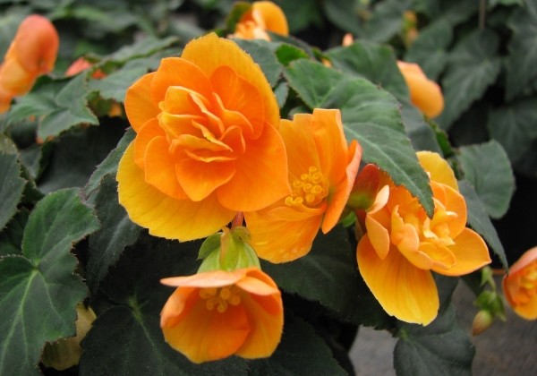 Begonia tuberhybrida Beluga Orange