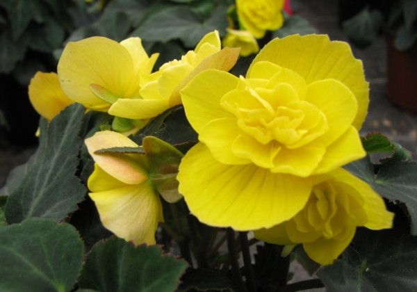 Begonia tuberhybrida Beluga Yellow