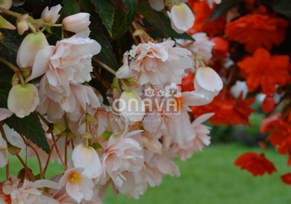 Begonia tuberhybrida Belina Apricot