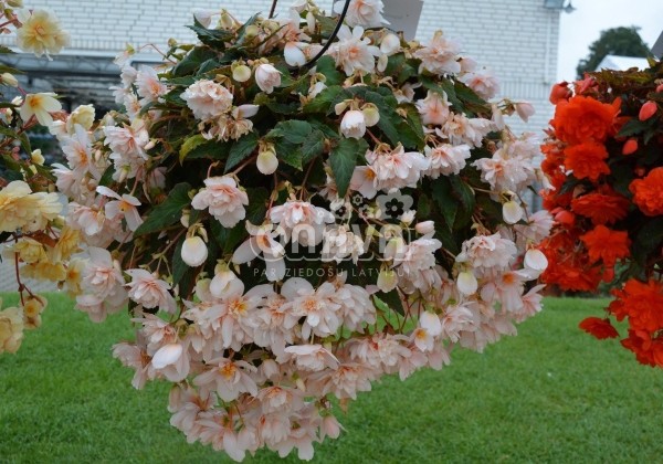 Begonia tuberhybrida Belina Apricot