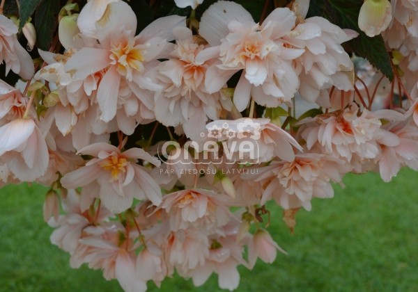 Begonia tuberhybrida Belina Apricot