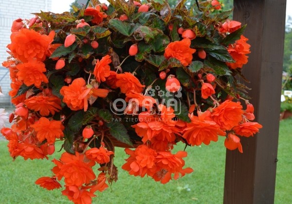 Begonia tuberhybrida Belina Orange