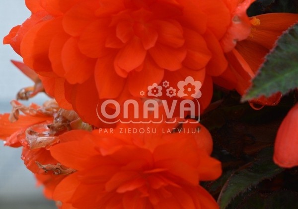 Begonia tuberhybrida Belina Orange