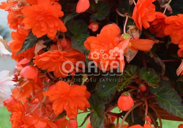 Begonia tuberhybrida Belina Orange