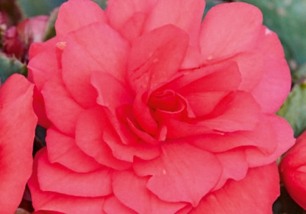 Begonia tuberhybrida Belina Rose