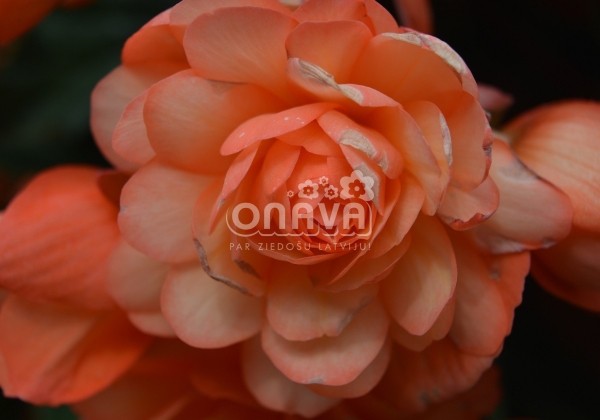 Begonia tuberhybrida Belina Peach