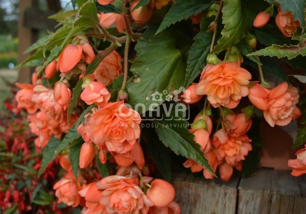 Begonia tuberhybrida Belina Peach