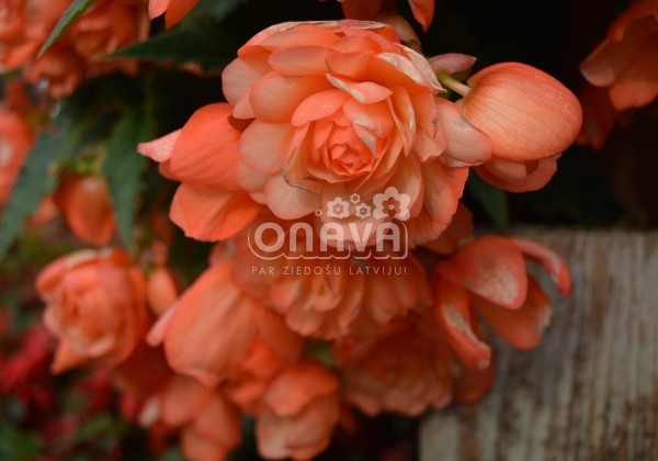 Begonia tuberhybrida Belina Peach