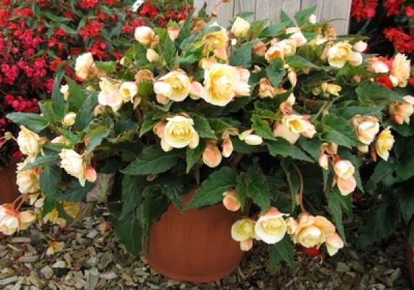 Begonia tuberhybrida Rosana Champagner