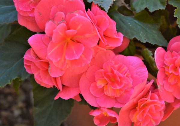 Begonia tuberhybrida Tubby Deep Rose