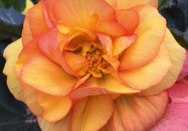 Begonia tuberhybrida Tubby Orange Bicolor