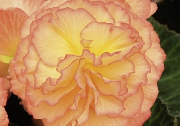 Begonia tuberhybrida Tubby Peach Bicolor
