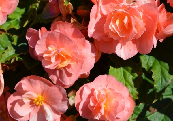 Begonia tuberhybrida Tubby Pink
