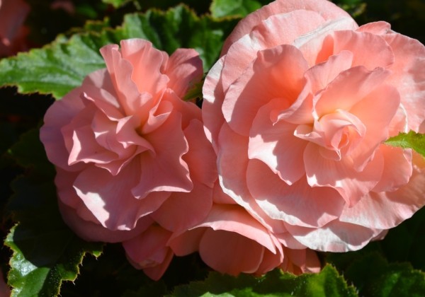 Begonia tuberhybrida Tubby Pink