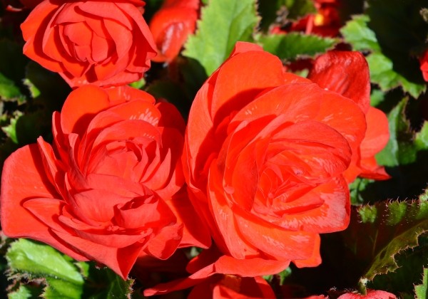 Begonia tuberhybrida Tubby Red