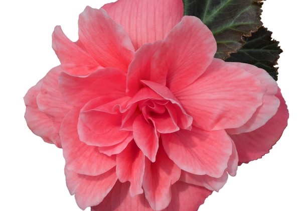 Begonia tuberhybrida Nonstop Joy  F1 Mocca Rose