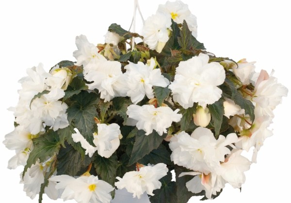 Begonia tuberhybrida Nonstop Joy Mocca White