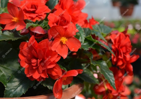 Begonia tuberhybrida Nonstop Joy Red