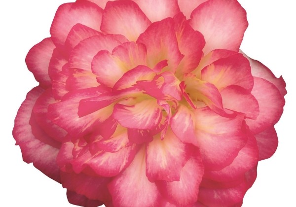Begonia tuberhybrida Nonstop Joy Rose Picotee