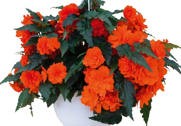 Begonia tuberhybrida Nonstop Joy Orange